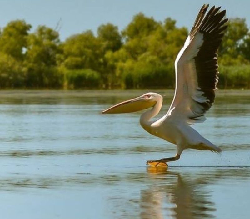pelicani delta Dunării