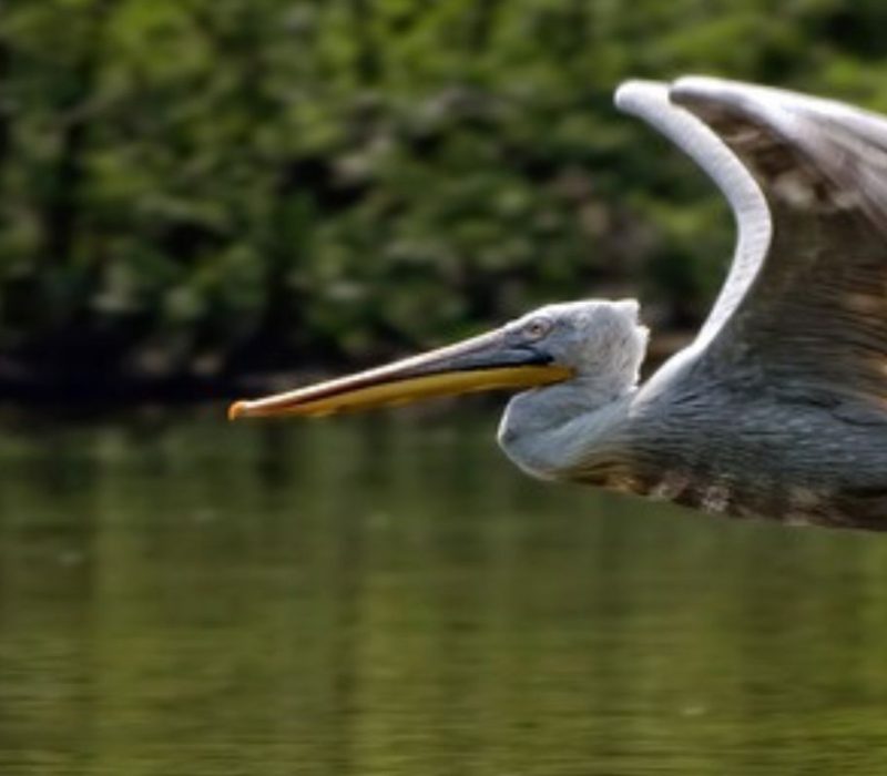 delta Dunării Crișan