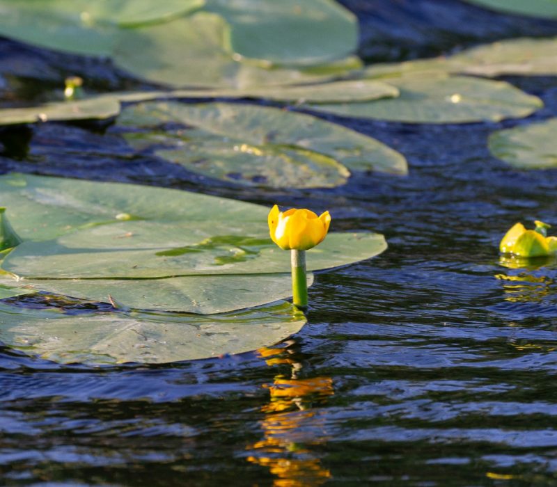 WATERLILY NUFERI GALBENI DELTA DUNARII