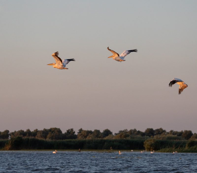 trip in Danube Delta pelican