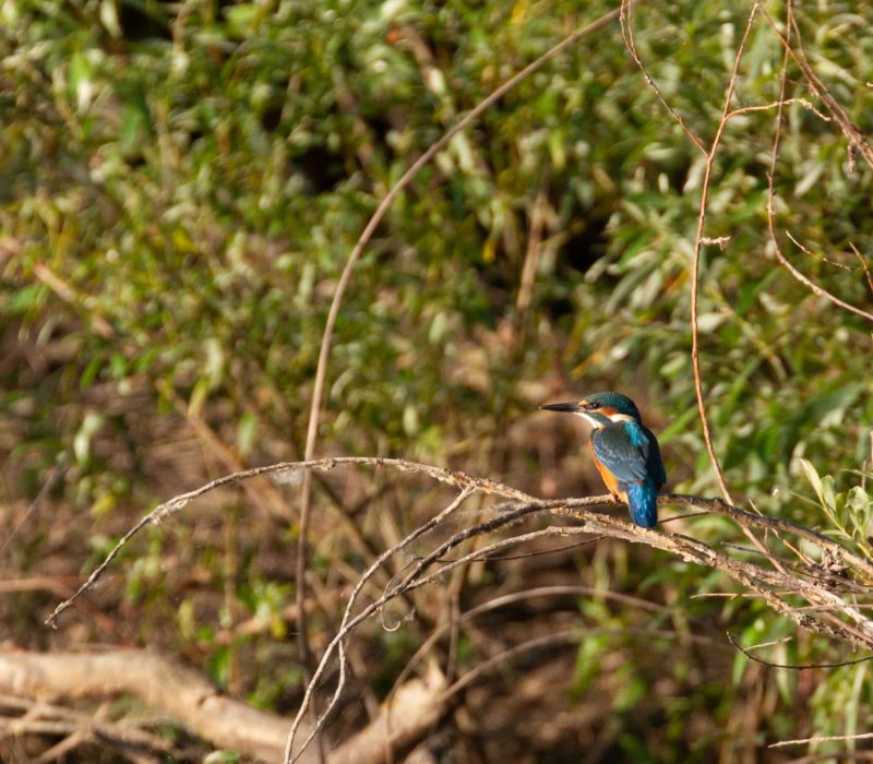 KING FISHER PESCARUS ALBASTRU DELTA DUNARII