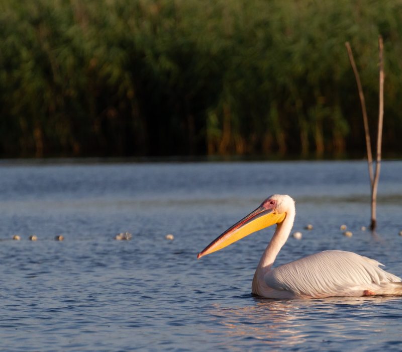 PELICANI DELTA DUANRII