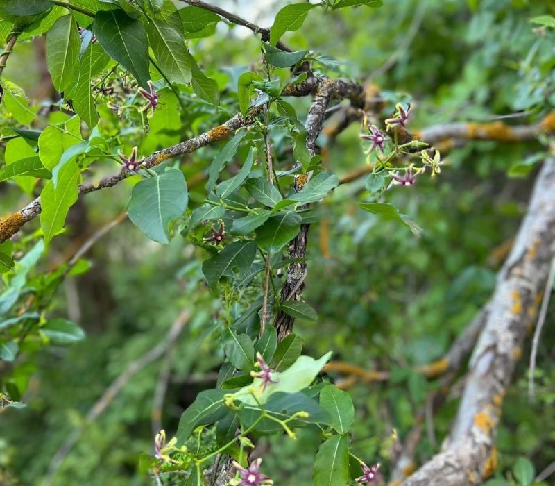 excursii-padurea-letea-in-delta-dunarii