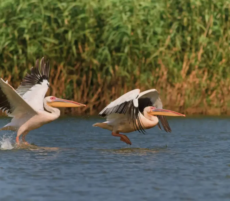 plensiune-delta-dunarii-all-inclusive